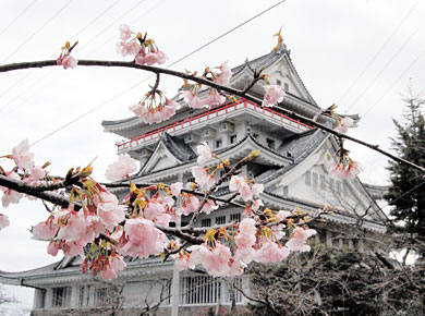 熱海城の桜