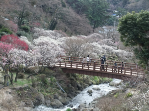 熱海梅園の橋