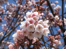 あたみ桜