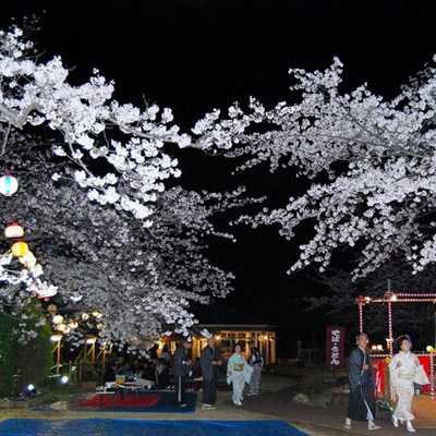 【春】熱海城の夜桜は芸者さんたちにも人気です