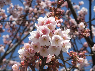 あたみ桜